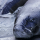 Manatees at the Mamirauá Institute’s rehabilitation center in 2015. Photo Courtesy : Amanda Lelis